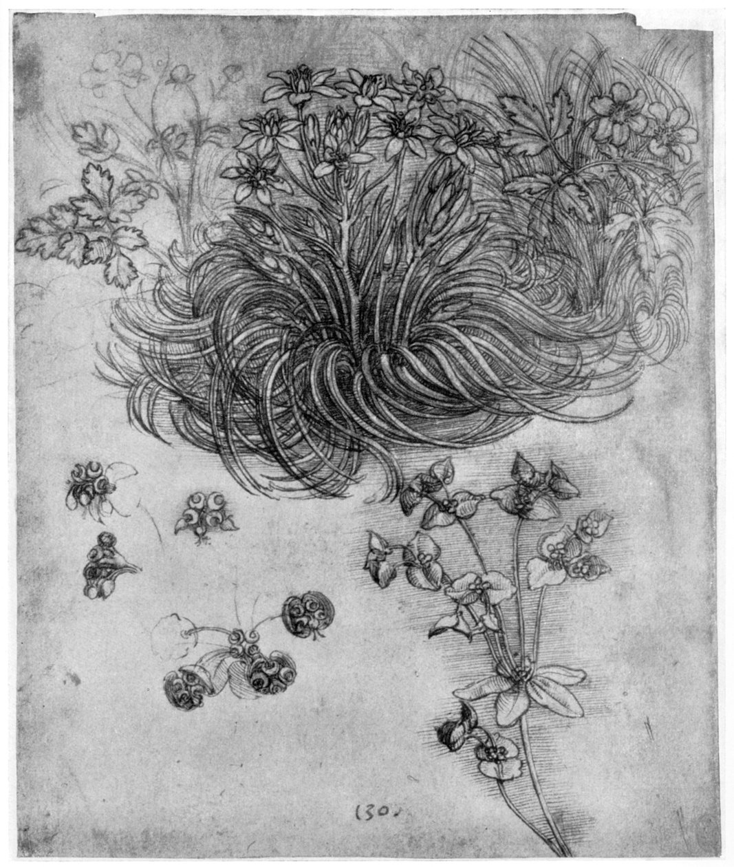 Studie van een Ster van Bethlehem plant, 1505-1507 1954 door Leonardo da Vinci
