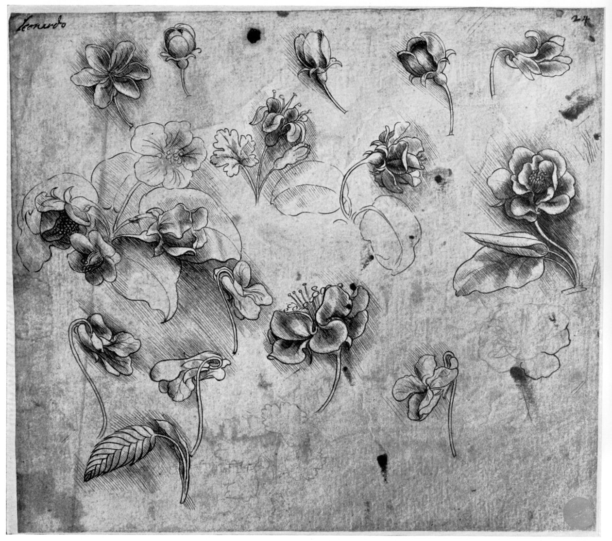 Studie van bloemen, ca. 1481-1483 1954 door Leonardo da Vinci