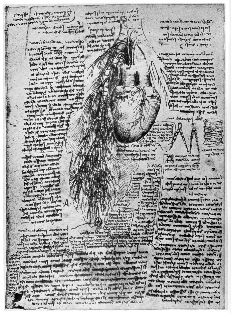 Studie van het hart en de bronchiale slagaders, eind 15e of begin 16e eeuw door Leonardo da Vinci