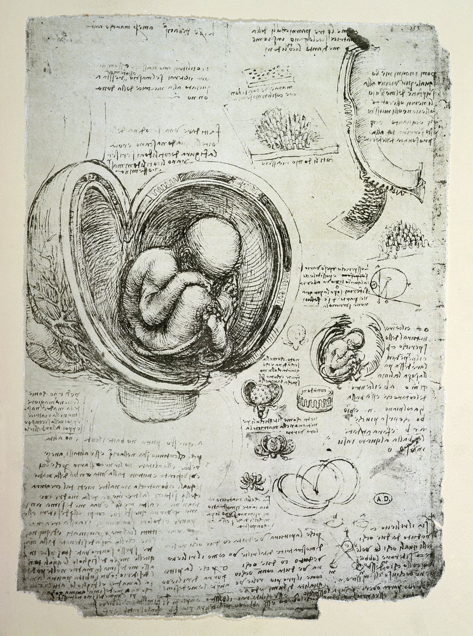 De menselijke foetus in de baarmoeder, facsimile kopie door Leonardo da Vinci
