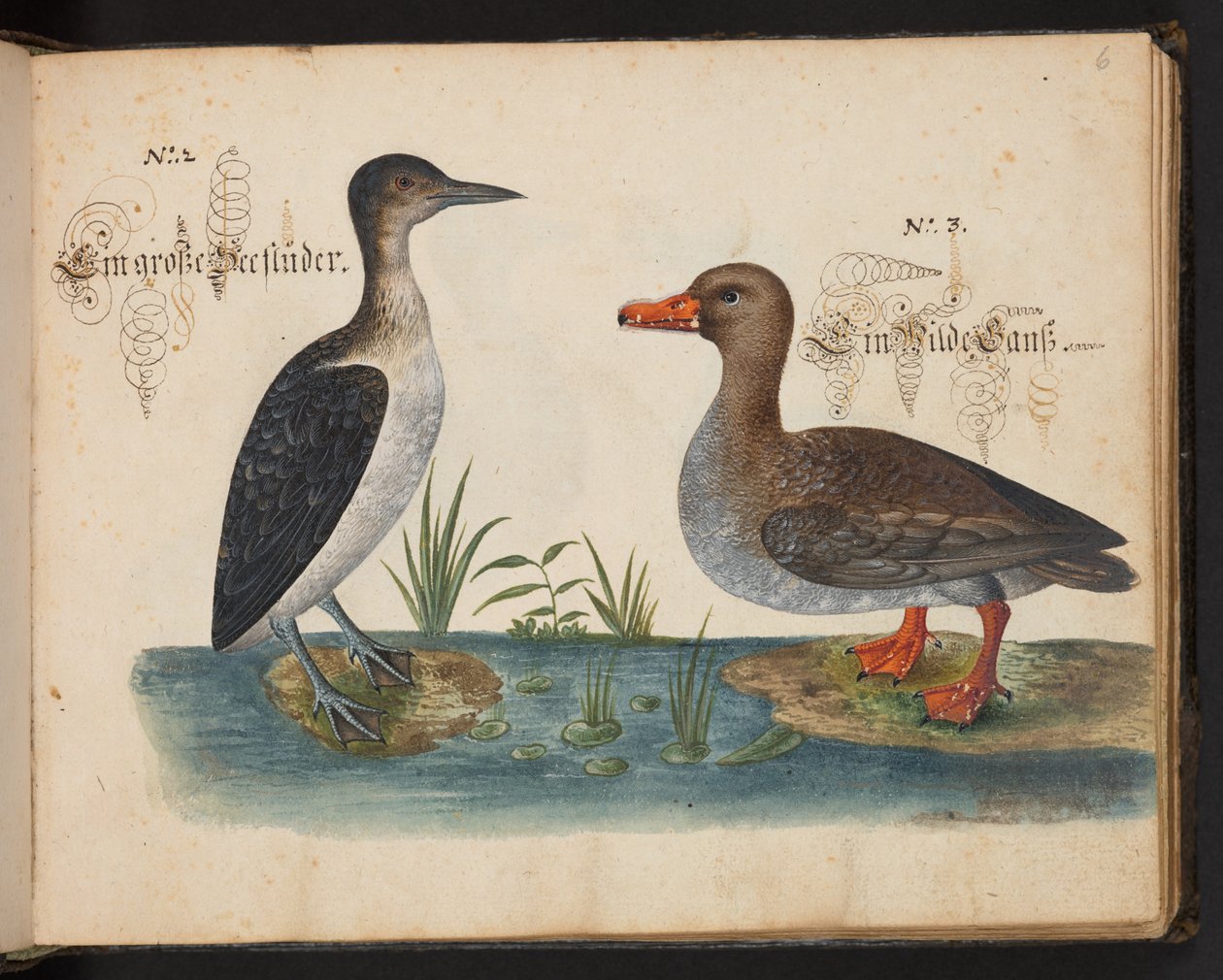 Een exacte natuurlijke beschrijving en afbeelding van de watervogels, vissen, viervoetige dieren, insecten en wormen, die in de wateren van Straatsburg worden gevonden, die ik zelf heb geschoten en behandeld. Leonard Baldner, visser en burger in Straatsbur door Leonhard Baldner