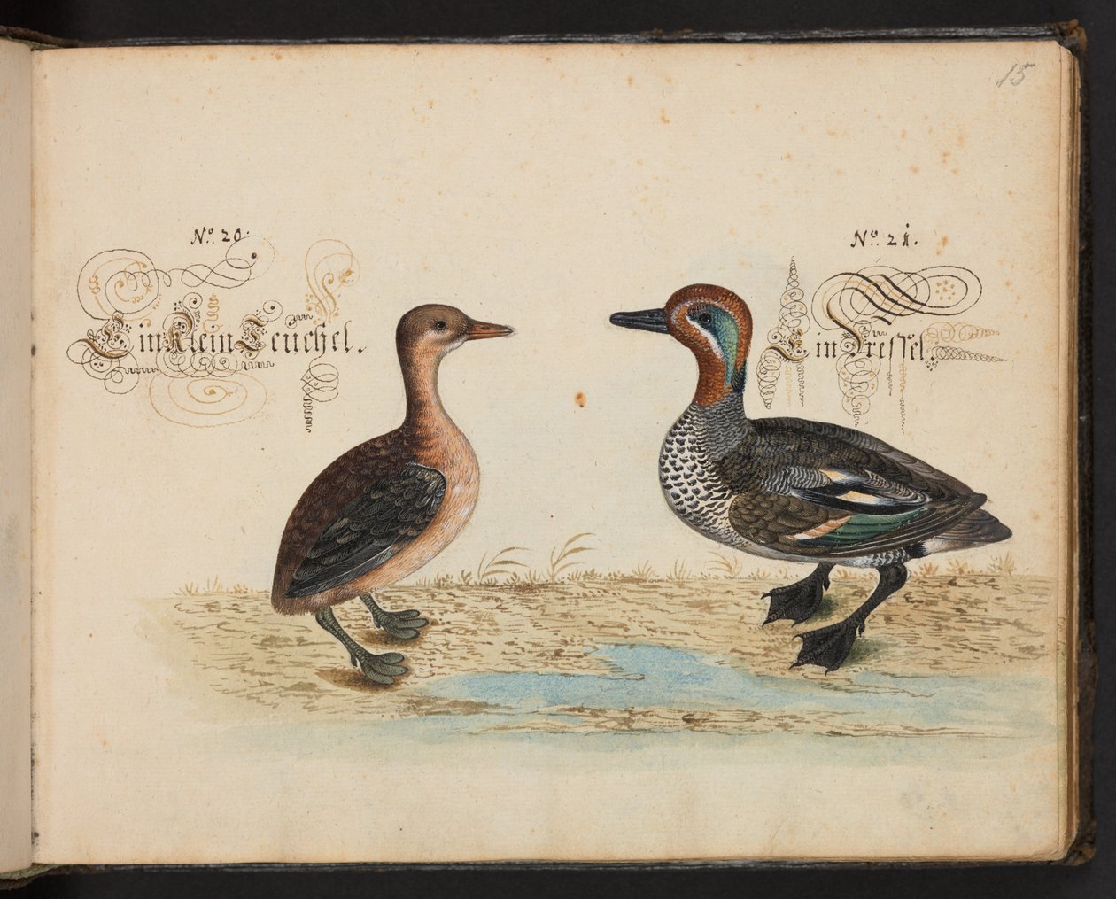 Een exacte natuurlijke beschrijving en afbeelding van de watervogels, vissen, viervoetige dieren, insecten en wormen, die in de wateren van Straatsburg worden gevonden, die ik zelf heb geschoten en behandeld. Leonard Baldner, visser en burger in Straatsbur door Leonhard Baldner