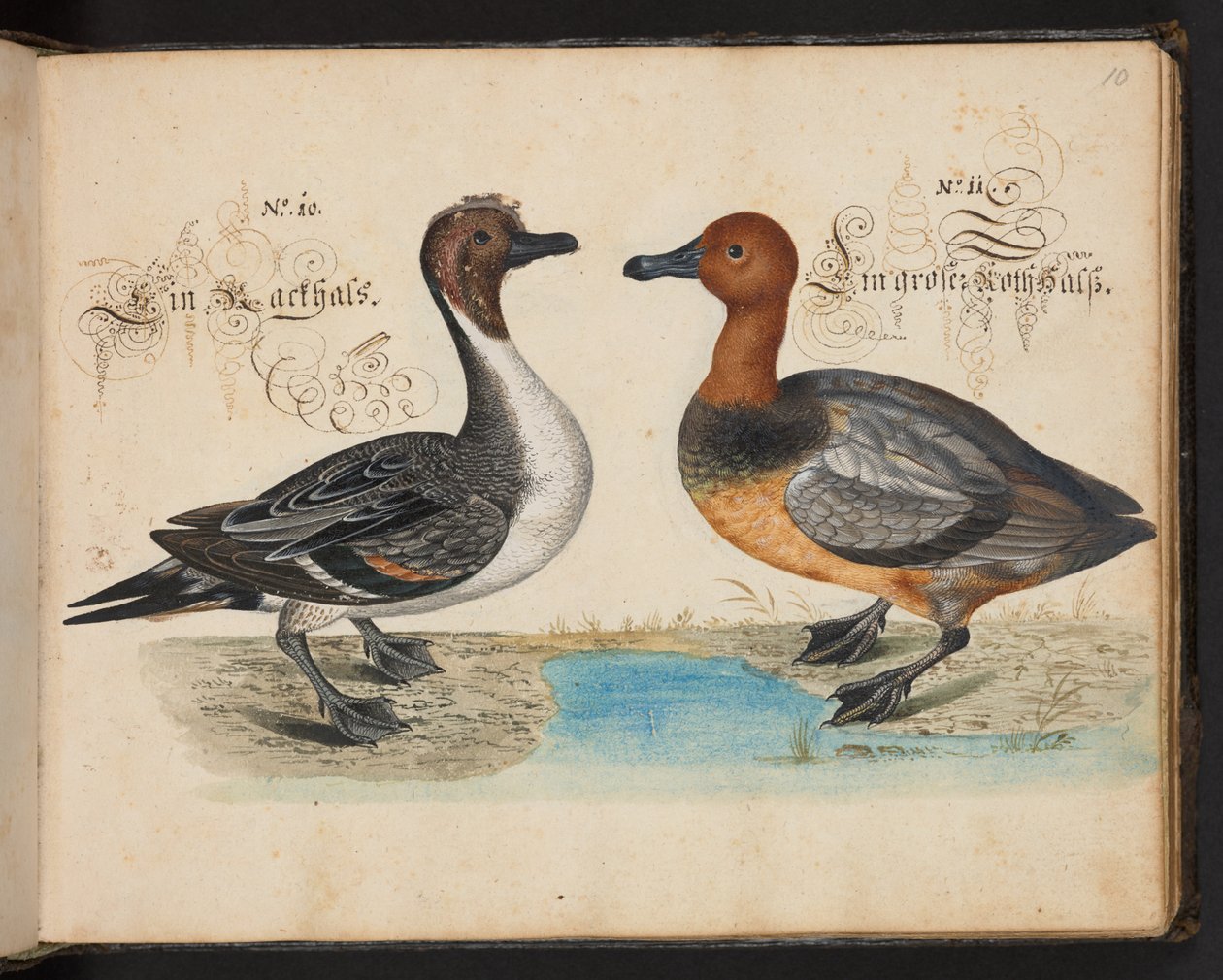 Een exacte natuurlijke beschrijving en afbeelding van de watervogels, vissen, viervoetige dieren, insecten en wormen, die in de wateren van Straatsburg worden gevonden, die ik zelf heb geschoten en behandeld. Leonard Baldner, visser en burger in Straatsbur door Leonhard Baldner