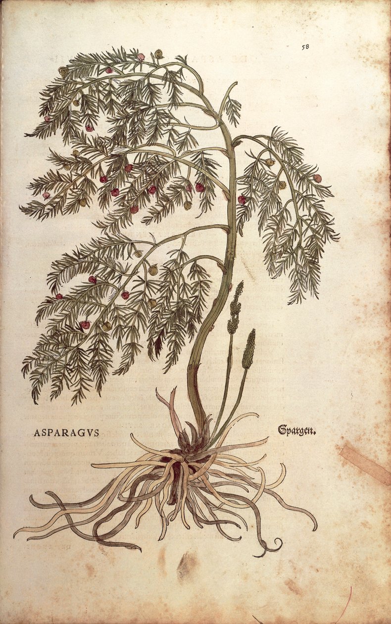Asperge (Asparagus officinalis) door Leonhart Fuchs uit De historia stirpium commentarii insignes (Notable Commentaries on the History of Plants), gekleurde gravure door Leonhard Fuchs