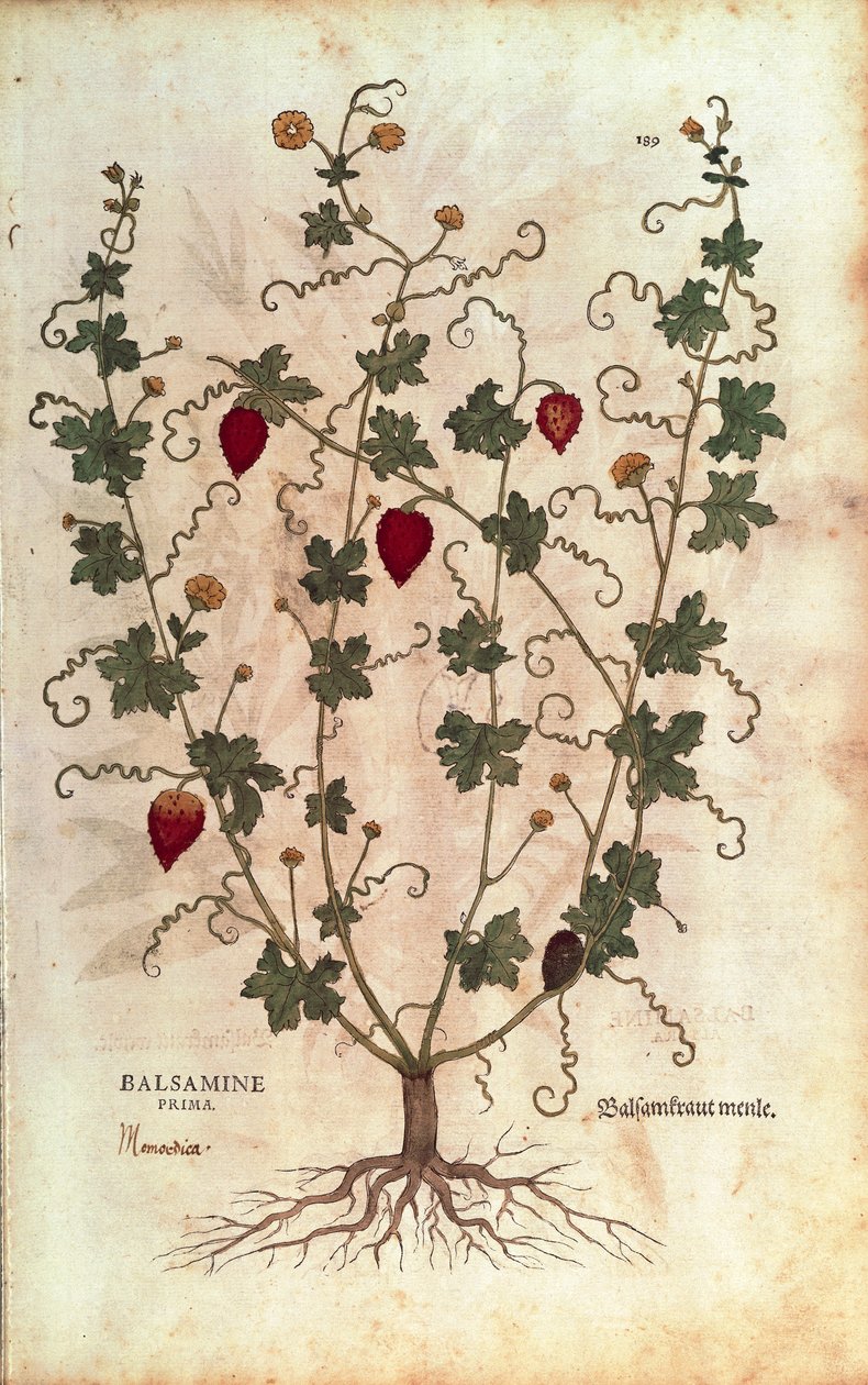 Balsamappel (Momordica balsamina) uit De historia stirpium commentarii insignes (Opmerkelijke commentaren over de geschiedenis van planten), gekleurde gravure door Leonhard Fuchs