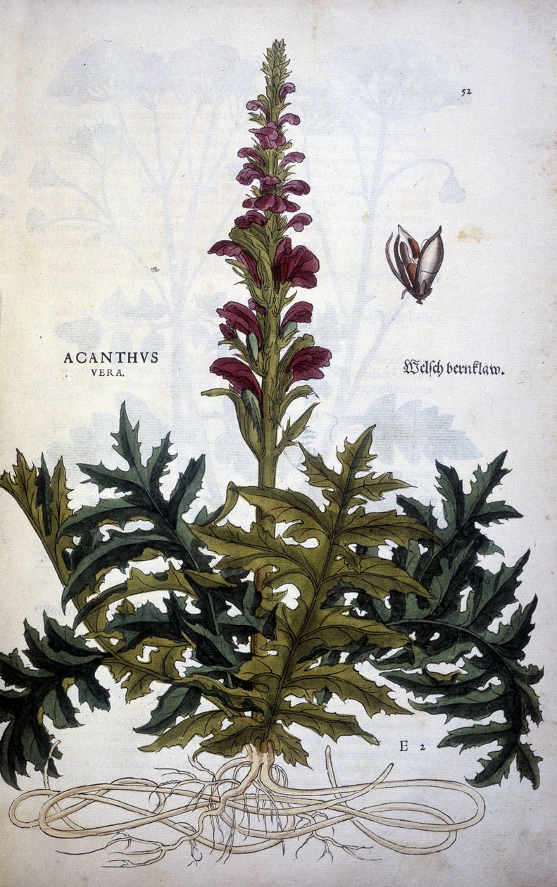 Botanische plaat: Acanthus of Acanthus - in 