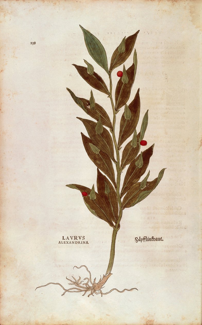 Muizendoorn of Kniehulst - Ruscus aculeatus (Laurus alexandrina) uit De historia stirpium commentarii insignes (Opmerkelijke commentaren over de geschiedenis van planten), gekleurde gravure door Leonhard Fuchs