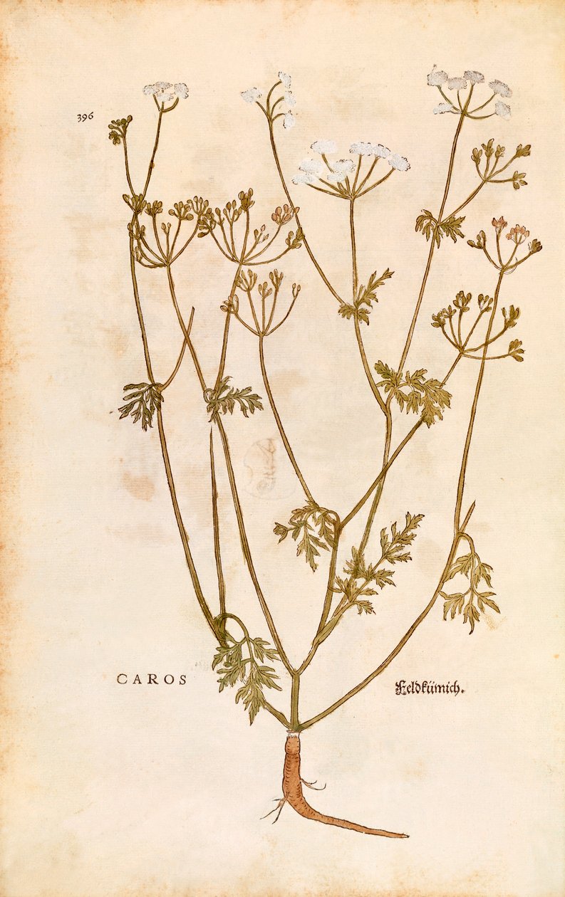 Karwij - Carum carvi (Caros) door Leonhart Fuchs uit De historia stirpium commentarii insignes (Notable Commentaries on the History of Plants), gekleurde gravure door Leonhard Fuchs