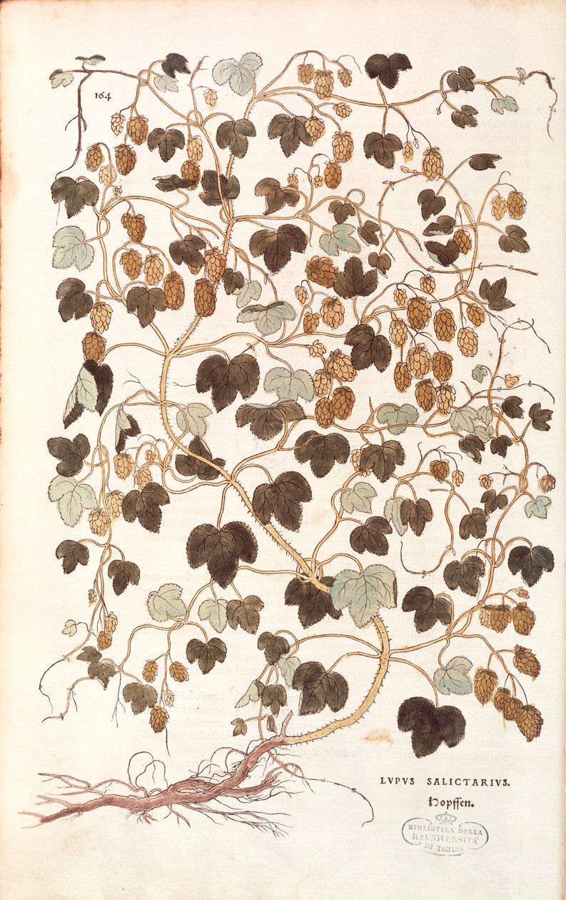 Hop - Humulus lupulus (Lupus salictarius) door Leonhart Fuchs uit De historia stirpium commentarii insignes door Leonhard Fuchs