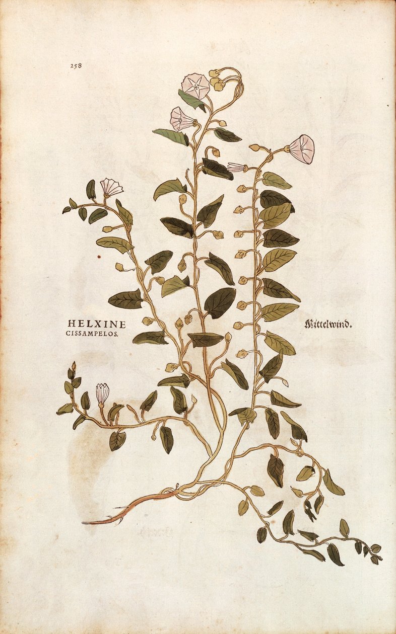 Akkerwinde - Convolvulus arvensis uit De historia stirpium commentarii insignes (Opmerkelijke commentaren over de geschiedenis van planten) gekleurde gravure door Leonhard Fuchs