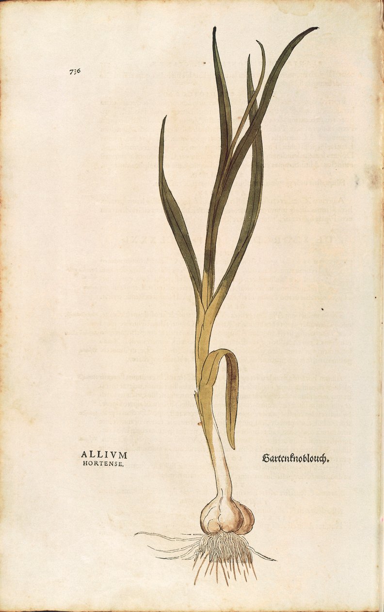 Knoflook - Allium sativum (Allium hortense) door Leonhart Fuchs uit De historia stirpium commentarii insignes (Opmerkelijke Commentaren op de Geschiedenis van Planten), gekleurde gravure door Leonhard Fuchs