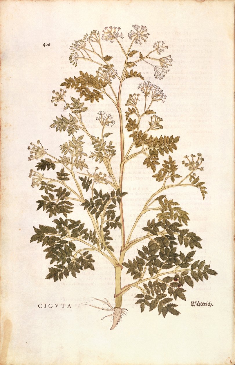 Gevlekte scheerling - Conium maculatum, gekleurde gravure uit De historia stirpium commentarii insignes door Leonhard Fuchs