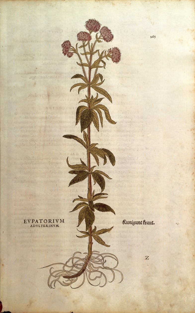 Leverkruid - Eupatorium cannabinum (Eupatorium adulterinum) uit De historia stirpium commentarii insignes (Opmerkelijke commentaren over de geschiedenis van planten), gekleurde gravure door Leonhard Fuchs