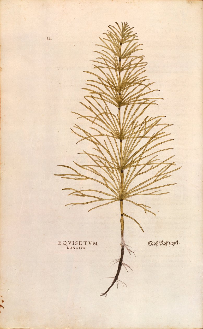 Heermoes - Equisetum arvense, gekleurde gravure uit De historia stirpium commentarii insignes door Leonhard Fuchs