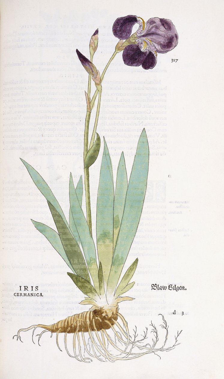 Iris Germanica, 1542 door Leonhard Fuchs