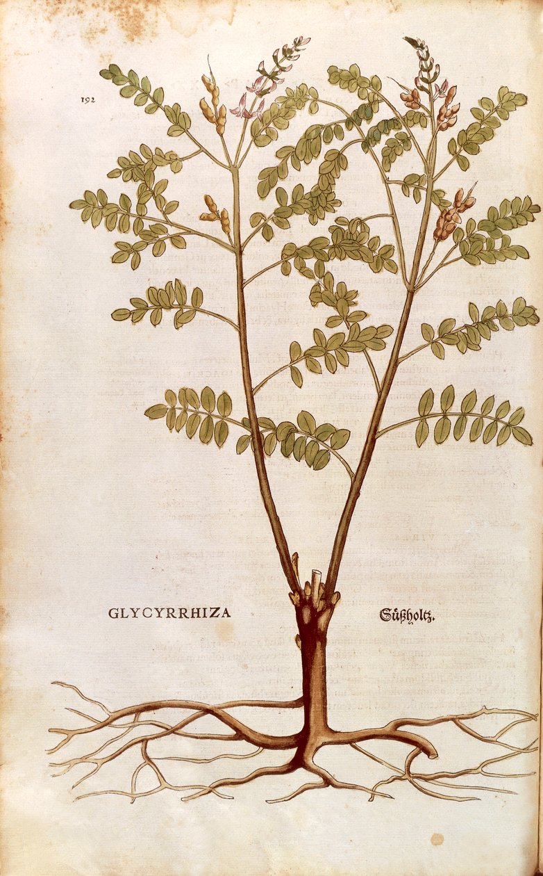 Zoethout (Glycyrrhiza glabra) door Leonhart Fuchs uit De historia stirpium commentarii insignes (Opmerkelijke Commentaren op de Geschiedenis van Planten), gekleurde gravure door Leonhard Fuchs