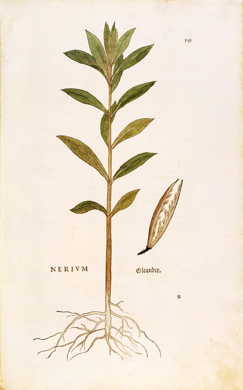 Oleander (Nerium oleander) door Leonhart Fuchs uit De historia stirpium commentarii insignes (Opmerkelijke Commentaren op de Geschiedenis van Planten), gekleurde gravure door Leonhard Fuchs