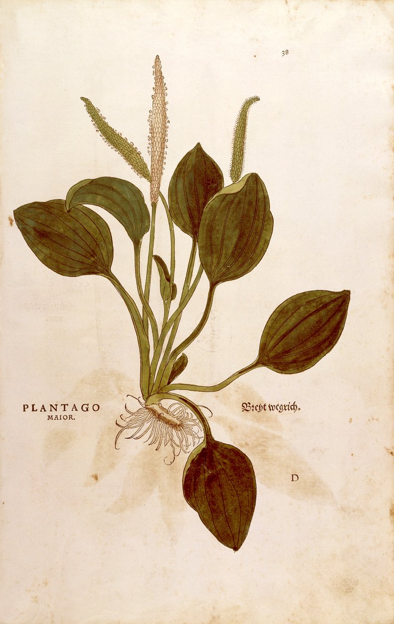 Weegbree (Plantago major) uit De historia stirpium commentarii insignes (Opmerkelijke commentaren over de geschiedenis van planten) gekleurde gravure door Leonhard Fuchs