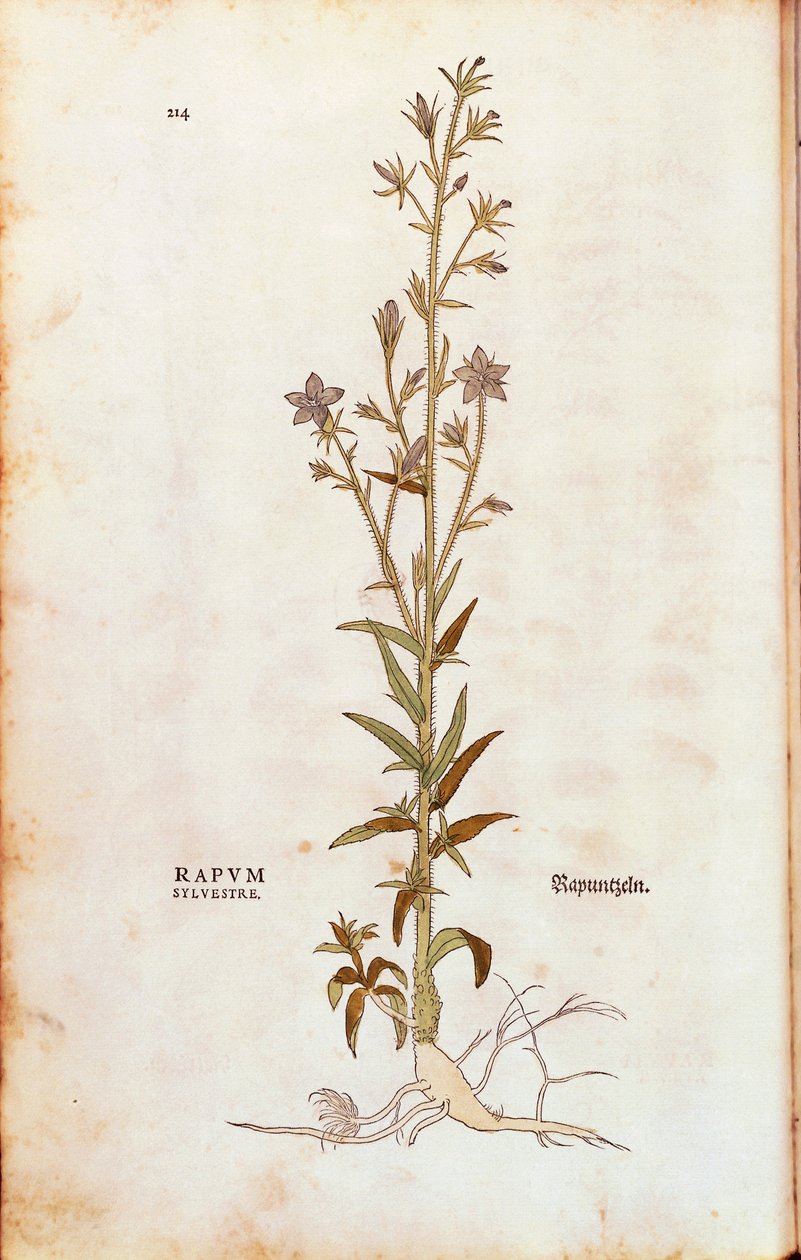 Rapunzelklokje - Campanula rapunculus uit De historia stirpium commentarii insignes (Opmerkelijke commentaren over de geschiedenis van planten) gekleurde gravure door Leonhard Fuchs