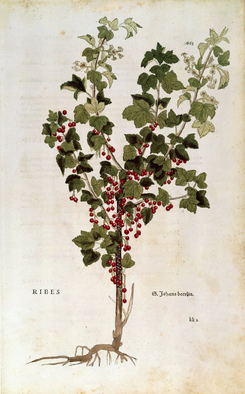 Rode bes (Ribes rubrum) door Leonhart Fuchs uit De historia stirpium commentarii insignes door Leonhard Fuchs