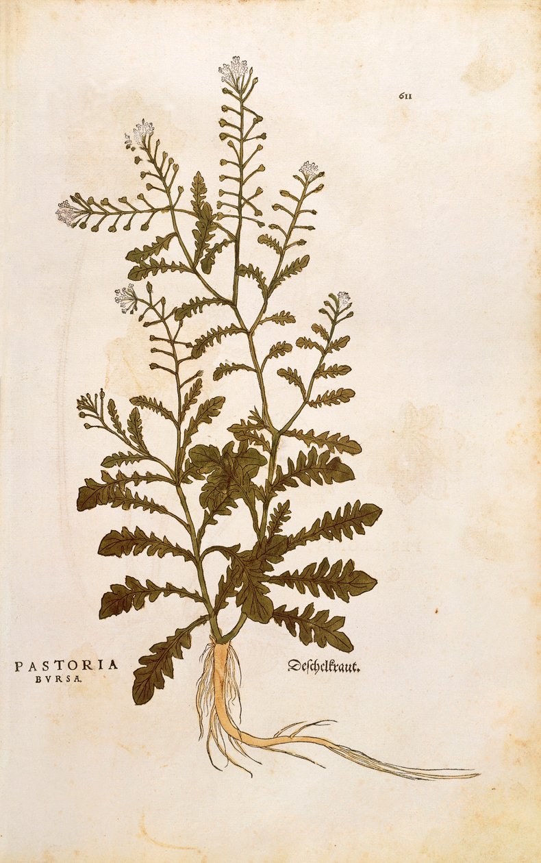 Herderstasje - Capsella bursa-pastoris (Pastoria bursa) door Leonhart Fuchs uit De historia stirpium commentarii insignes (Opmerkelijke commentaren op de geschiedenis van planten) door Leonhard Fuchs