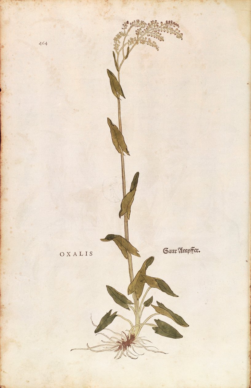 Zuring of Spinaziezuring - Rumex acetosa (Oxalis) door Leonhart Fuchs uit De historia stirpium commentarii insignes (Notable Commentaries on the History of Plants), gekleurde gravure door Leonhard Fuchs
