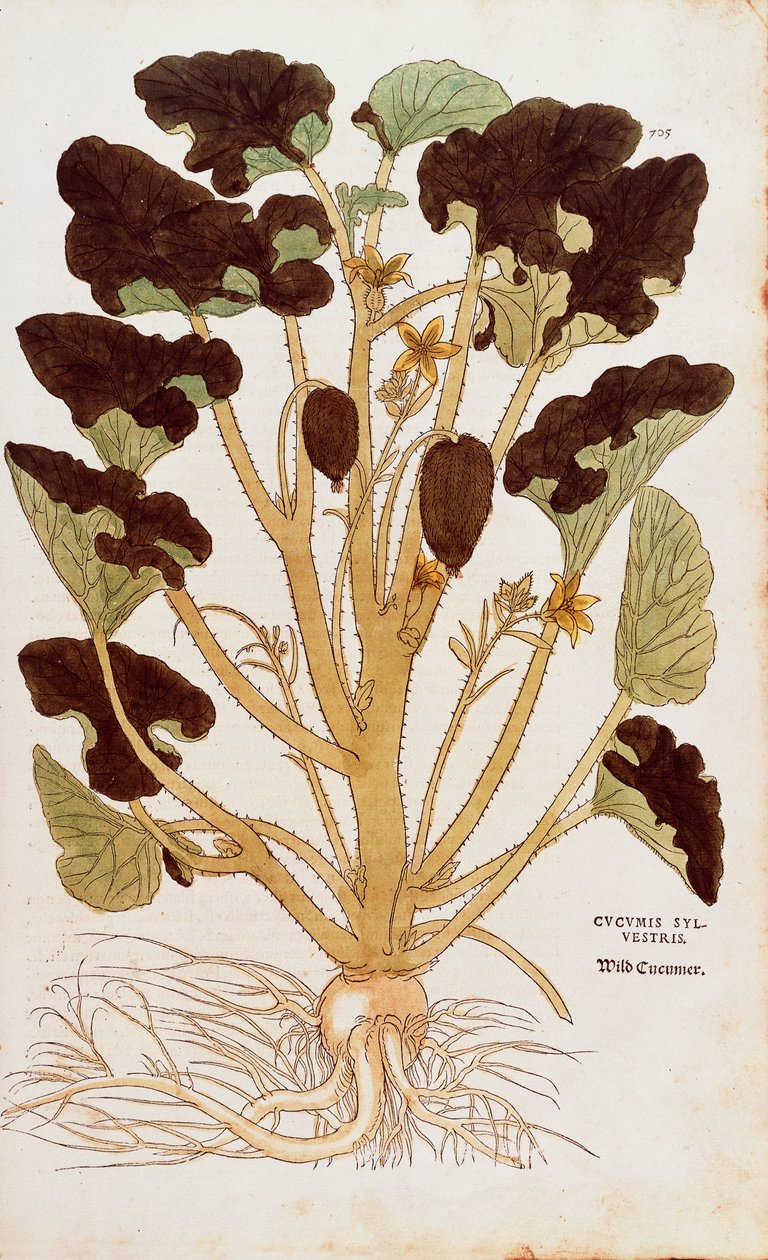 Spuitkomkommer - Ecballium elaterium door Leonhart Fuchs uit De historia stirpium commentarii insignes, gekleurde gravure door Leonhard Fuchs