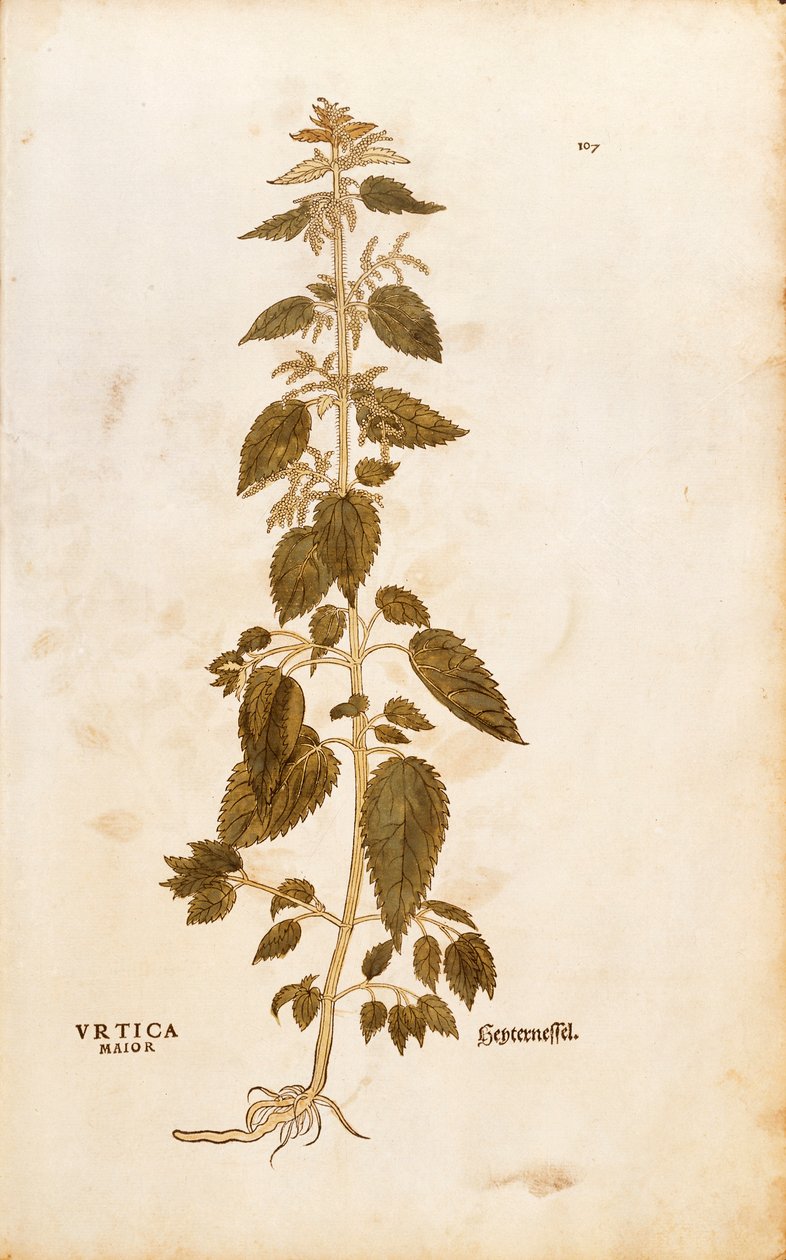 Brandnetel - Urtica dioica door Leonhart Fuchs uit De historia stirpium commentarii insignes, gekleurde gravure door Leonhard Fuchs