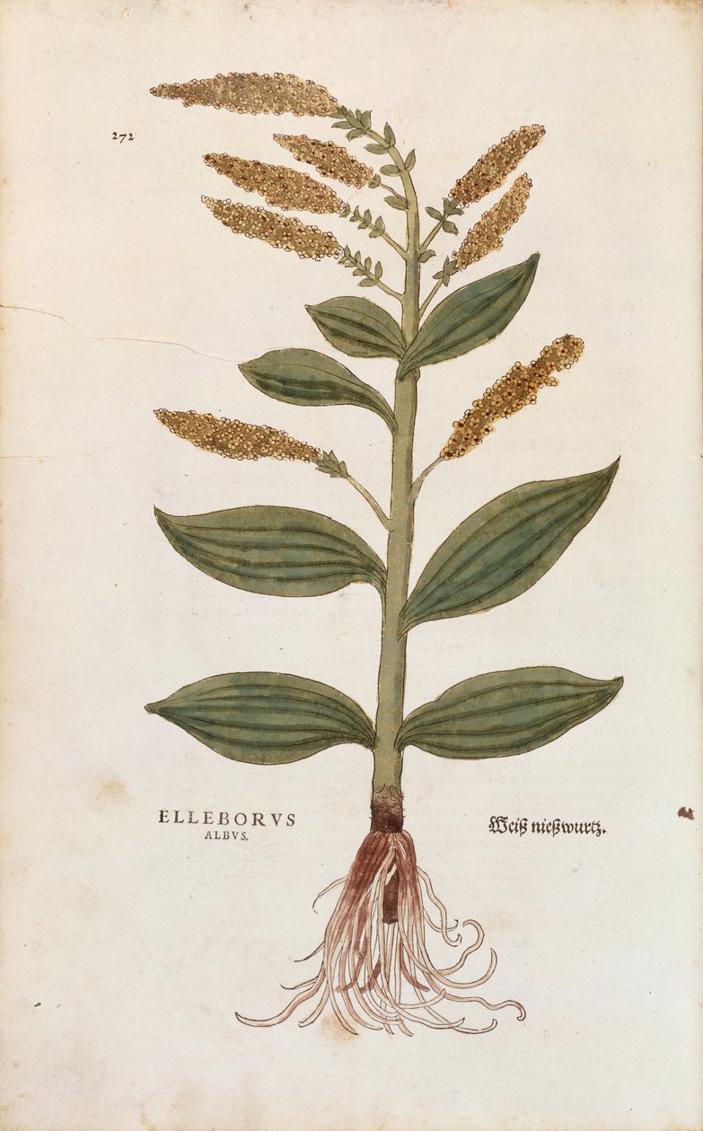 Witte nieswortel - Veratrum album door Leonhart Fuchs uit De historia stirpium commentarii insignes, gekleurde gravure door Leonhard Fuchs