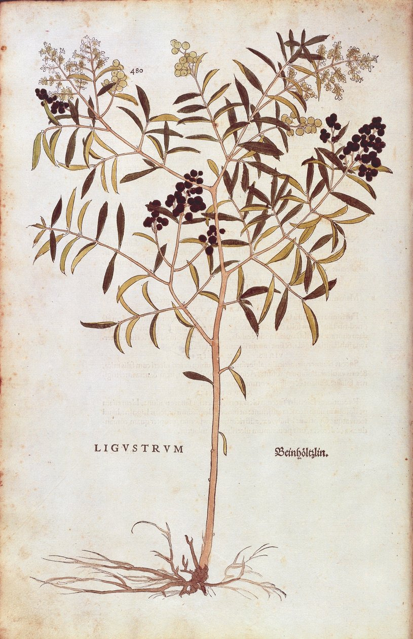 Wilde Liguster (Ligustrum vulgare) uit De historia stirpium commentarii insignes (Opmerkelijke commentaren over de geschiedenis van planten) gekleurde gravure door Leonhard Fuchs
