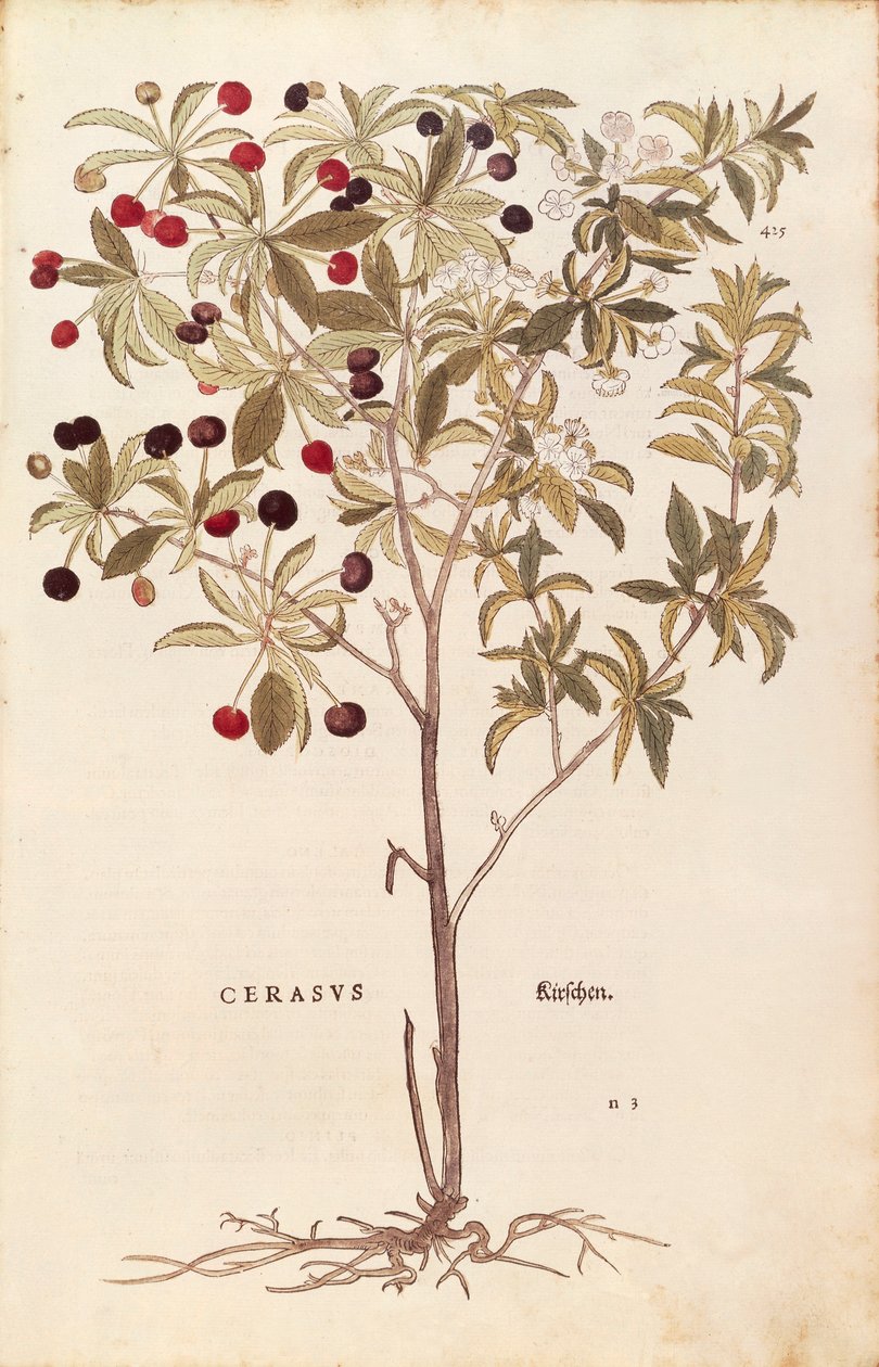 Wilde kers - Prunus avium door Leonhart Fuchs uit De historia stirpium commentarii insignes, gekleurde gravure door Leonhard Fuchs