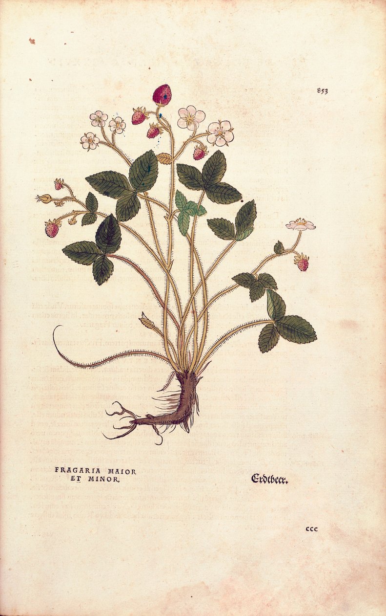 Bosaardbei - Fragaria vesca, gekleurde gravure uit De historia stirpium commentarii insignes door Leonhard Fuchs