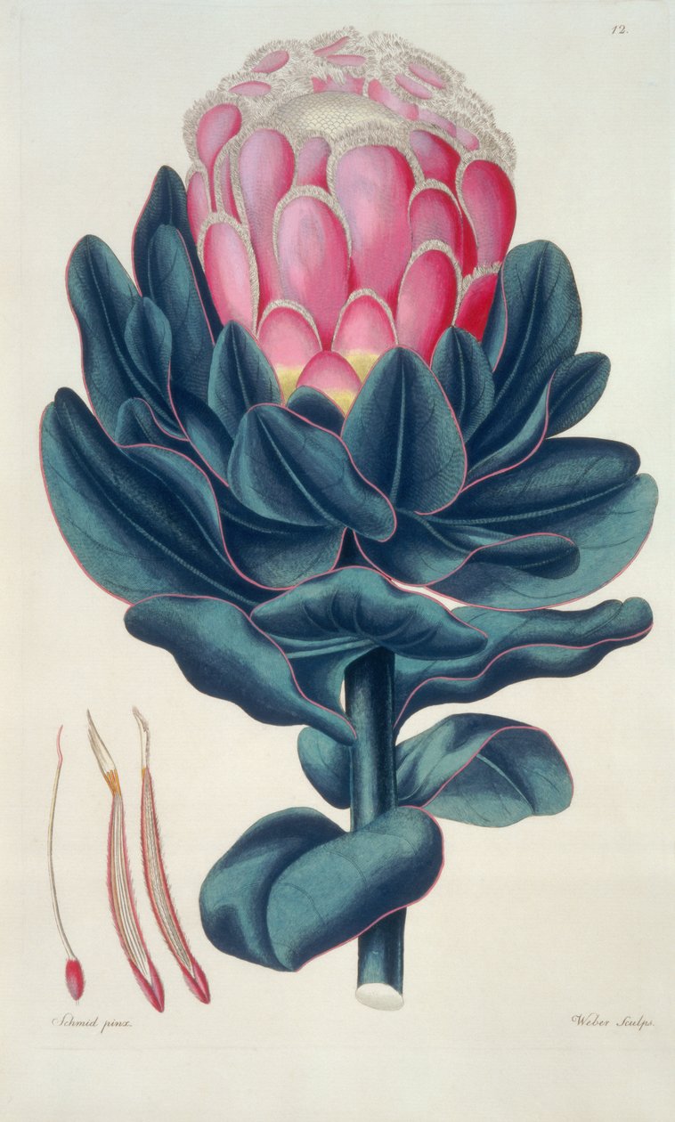 Protea speciosa, Perigonia pistillum (pl.12) uit 