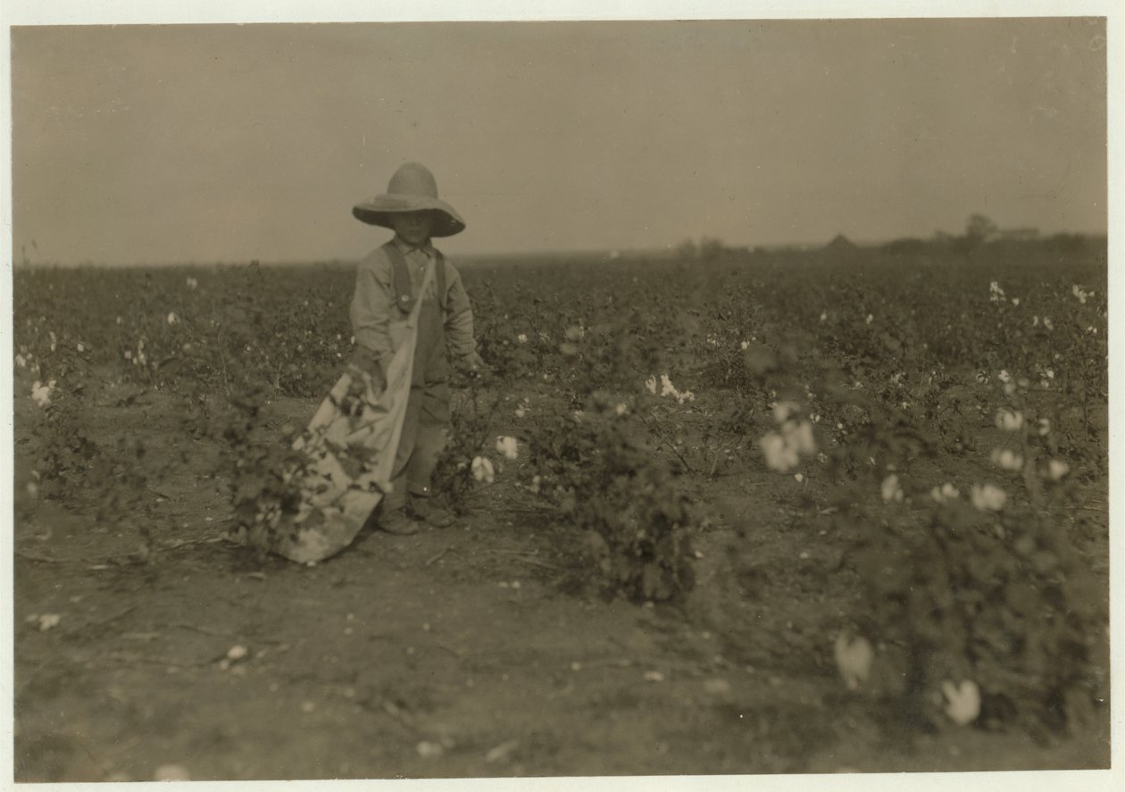 De 5-jarige Willie Hesse plukt 15 pond katoen per dag op de 80 hectare grote boerderij van zijn ouders nabij West, Texas, 1913 door Lewis Wickes Hine