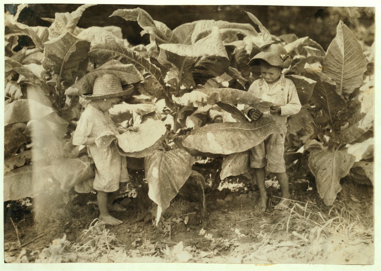 Amos 6 en Horace 4 wormen en zuigen tabaksplanten de hele dag voor hun vader John Neal in Warren County, Albaton, Kentucky, 1916 door Lewis Wickes Hine