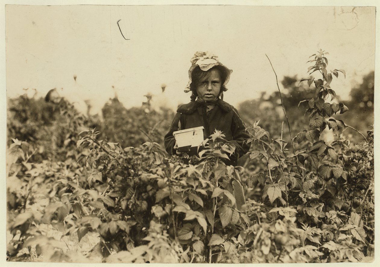 Annie Bissie plukt bessen in de velden bij Baltimore, Maryland, 1909 door Lewis Wickes Hine
