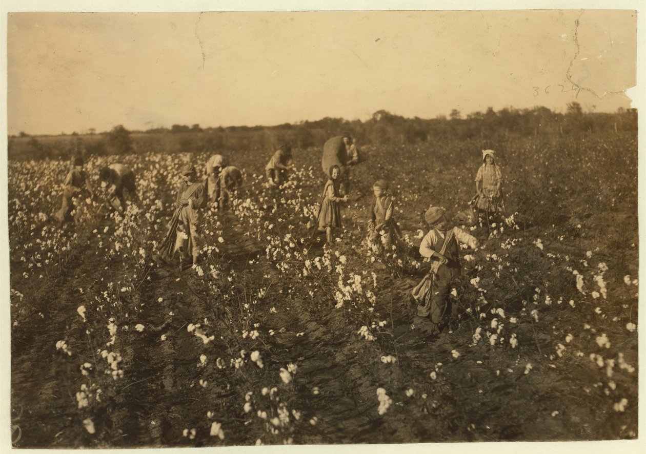 Familie die katoen plukt nabij McKinney, Texas, 1913 door Lewis Wickes Hine
