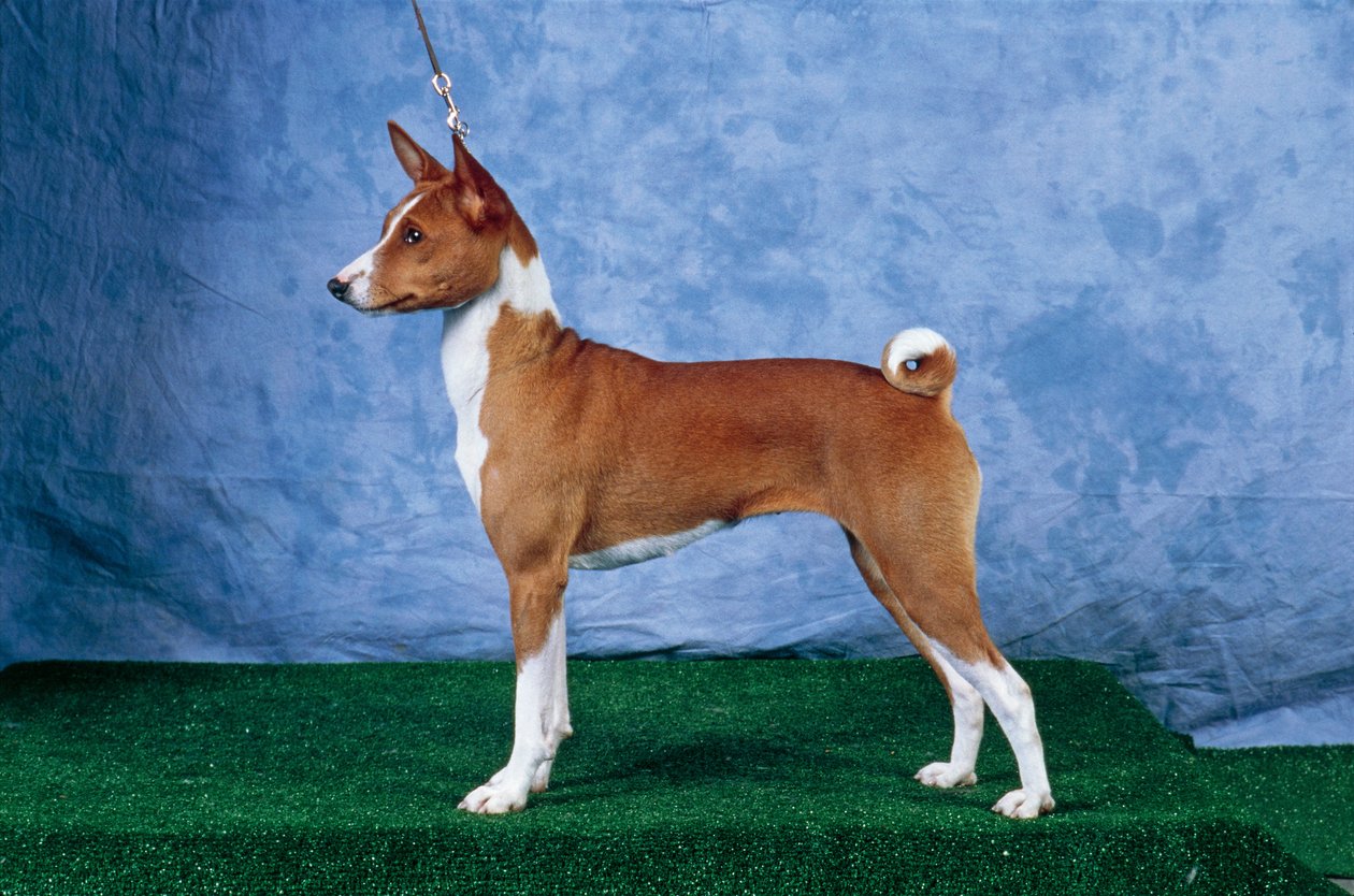 Zwarte Basenji Basenji Dog Breed Afbeelding Door Mindyb91906