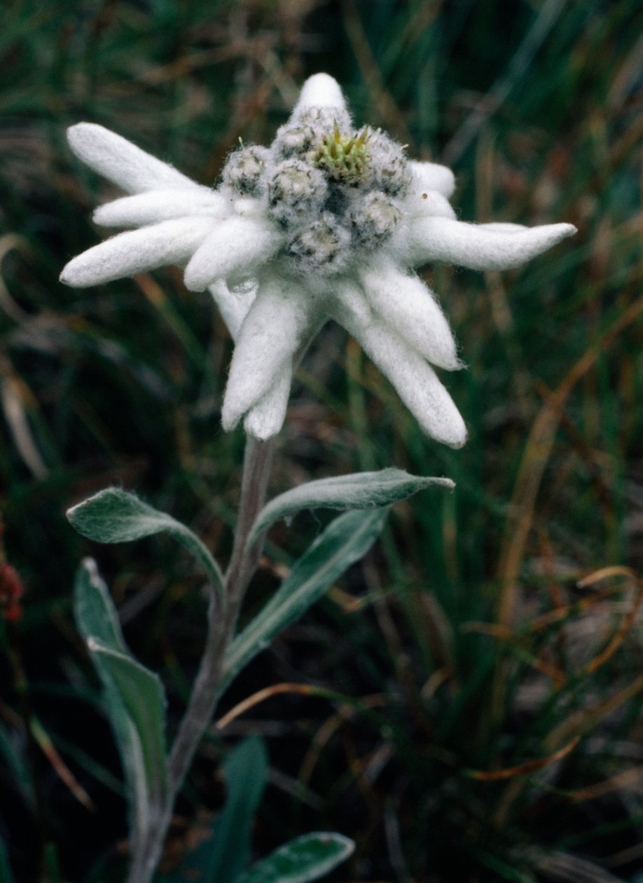 Edelweiss (foto) door Unbekannt Unbekannt