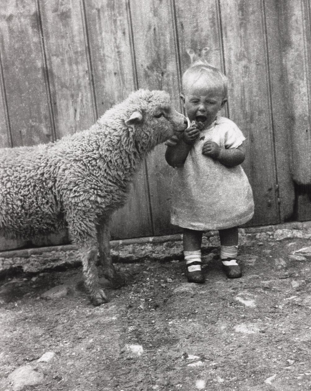 Lam dat geïnteresseerd is in het tussendoortje van een jong kind, ca. 1930s door Unbekannt Unbekannt