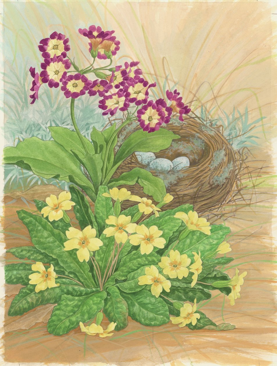 Aurikel, sleutelbloem en nest, 1998 door Linda Benton