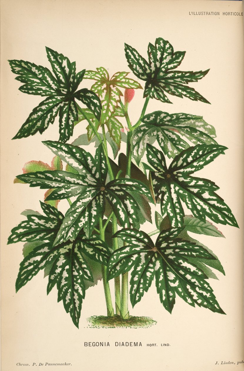 Begonia diadema door Linden