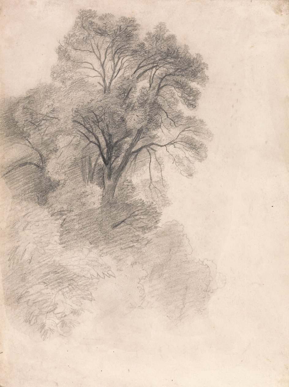 Studie van Esbomen door Lionel Constable