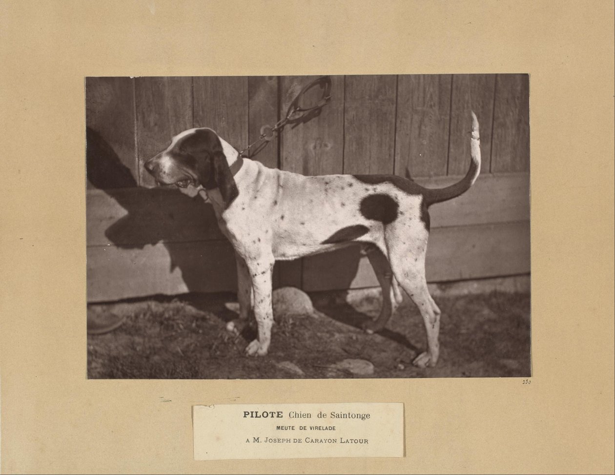Pilote, Chien de Saintonge, Meute de Virelade, A.M. Joseph de Carayon Latour door Leon Cremiere