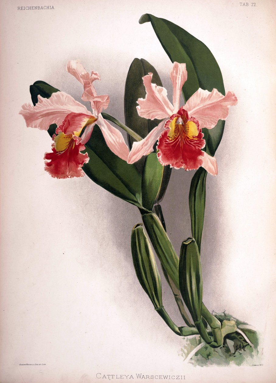 Cattleya warscewiczii door London H. Sotheran and Co.