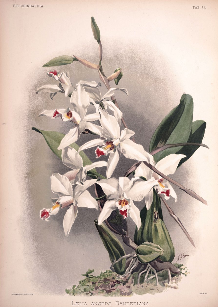 Laelia anceps, syn.: Laelia anceps var. sanderiana door London H. Sotheran and Co.