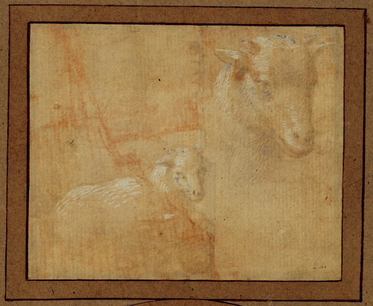 Studie van een lammetje. Zilveren penpunt, grijs gewassen op lichtroze papier ... door Lorenzo di Credi