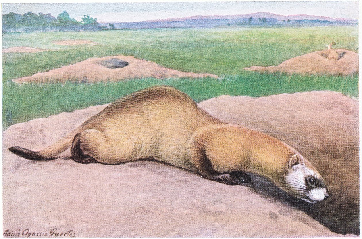 Zwartvoetfret, zwarte masker, voeten en staartpunt, een van de zeldzaamste zoogdieren van Amerika door Louis Agassiz Fuertes