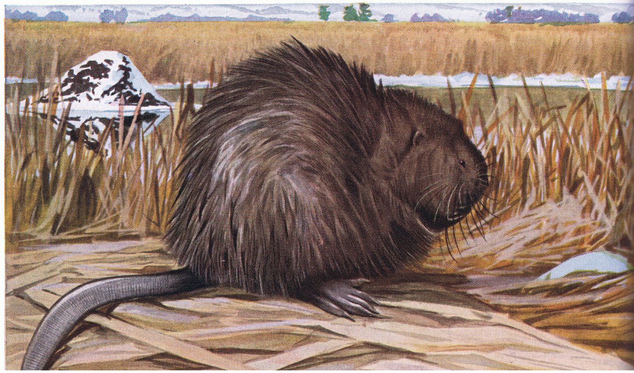 Muskrat bouwt een koepelvormig huis van riet door Louis Agassiz Fuertes
