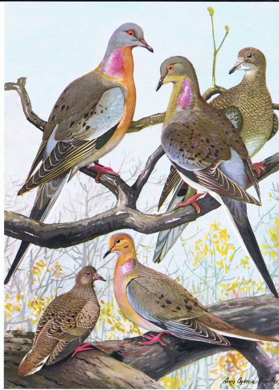 Passagiersduif, Oostelijke Mourning Dove door Louis Agassiz Fuertes